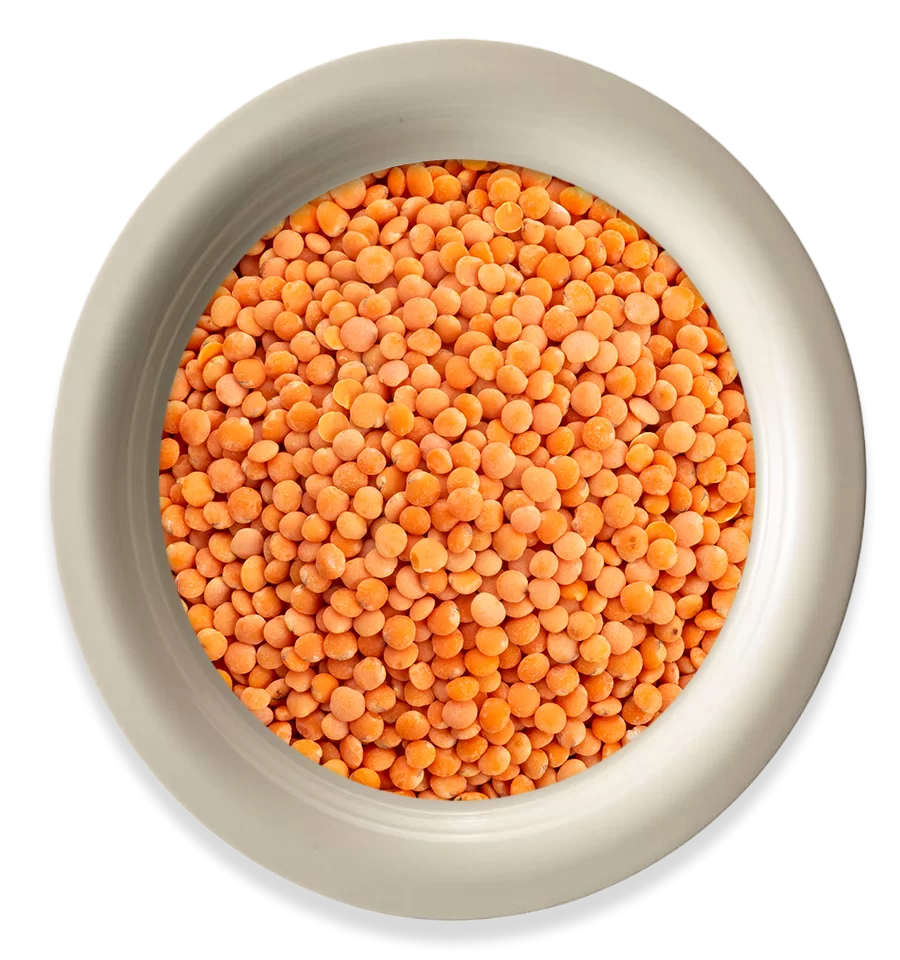 Lentil